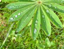 Rain Drops On Lupin Leaf.