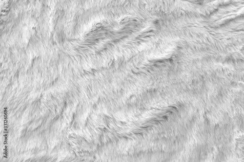 Photographie White real wool with a white top texture background, light natural sheep wool,