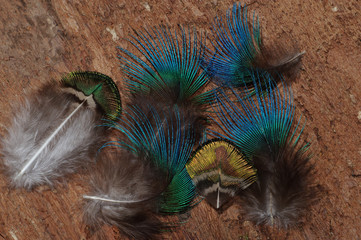 Peacock feather