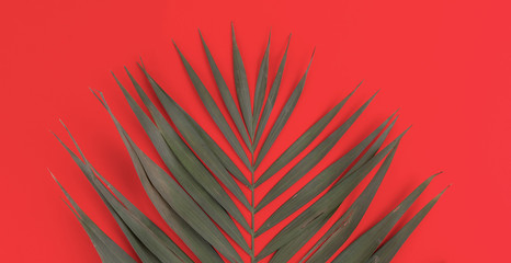 Wall Mural - simple palm tree leaf flat lay isolated against the colorful background, trendy fashion design