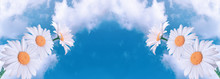 Amazing Fantasy Daisy Flowers Against Sky With Fluffy Clouds On  Sunny Day, Eco Environmental Natural Background, Clean Environment And Pure Air Concept, Wide Panoramic Nature Banner