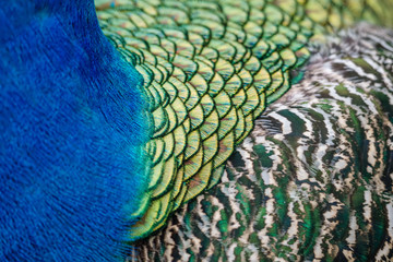  Close up of the colourful plumage of a Peacock (Pavo cristatus)