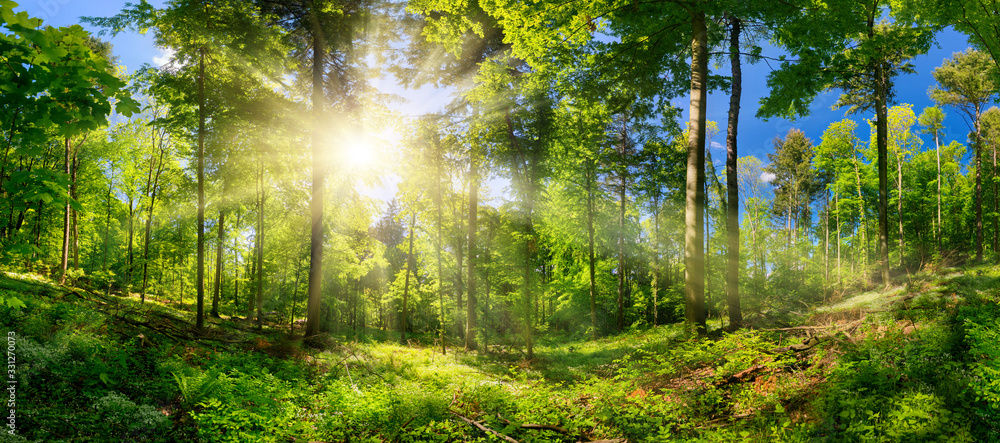 Scenic forest of deciduous trees, with blue sky and the bright sun illuminating the vibrant green foliage, panoramic view  - obrazy, fototapety, plakaty 