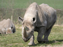 Black Rhinoceros Or Hook-lipped Rhinoceros (Diceros Bicornis)