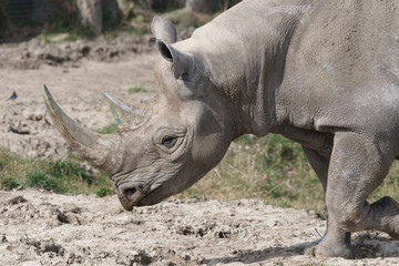 Black Rhinoceros or Hook-lipped Rhinoceros (Diceros bicornis)