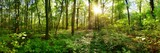 Fototapeta Las - Panorama of a wild forest in summer with bright sun shining through the trees