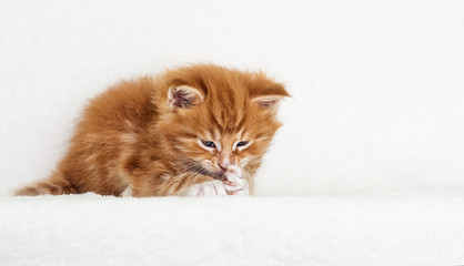 Poster - cute ginger tabby kitten licks paw