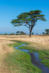 Canvas Print - africa