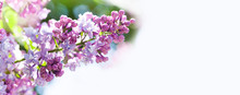 Macro View Blossoming Syringa Lilac Bush. Springtime Landscape With Bunch Of Violet Flowers. Lilacs Blooming Plants Background. Soft Focus Photo. Copy Space.