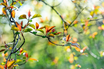 Canvas Print - Spring tree with fresh blooming colorful leaves of green reddish and brown color. Shallow depth of field, selective focus, blurred background