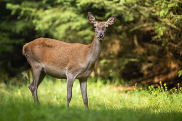Wall Mural - curious red deer, cervus elaphus, doe facing camera on a small meadow with trees in background. atte