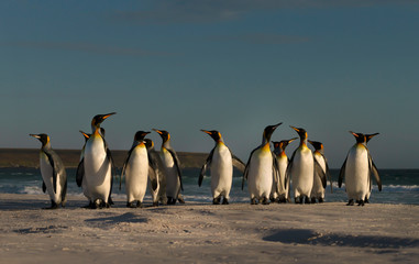 Wall Mural - group of king penguins coming ashore from the ocean