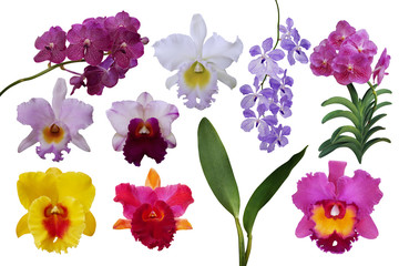 Wall Mural - Beautiful tropical flowers orchids plant nature elements, set of various types of tropic Cattleya and Vanda orchids flowers and green leaves isolated on white background with clipping path.