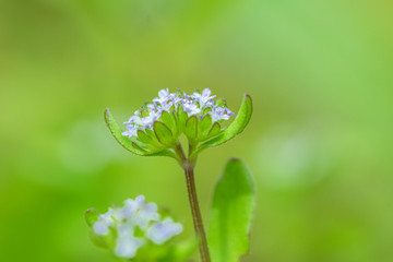 macro fotografía de musgo y liquenes