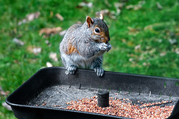 Wall Mural - still wearing his winter coat a squirrel helps himself to seeds at the feeder in our yard in Windsor NY