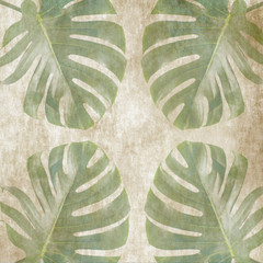 Wall Mural - leaf monstera is on the white and blue background.