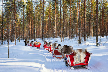 Poster - Reindeer sledding safari with people forest Lapland Northern Finland