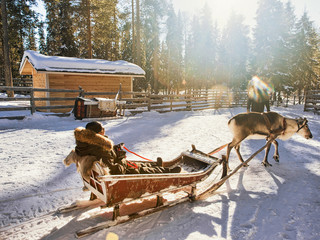 Wall Mural - Woman while reindeer sledge race in winter Rovaniemi