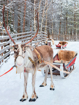 Reindeer with sled in winter forest in Rovaniemi Lapland Finland