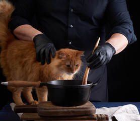 Wall Mural - adult red cat sits on a table where a cook in a black uniform prepares food