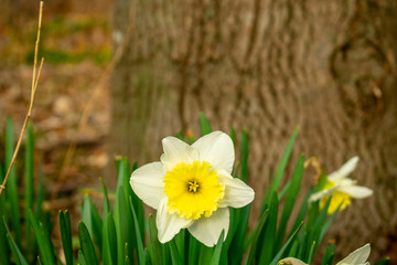 Wall Mural - A Single Bright Yellow Tulip Against a Tree