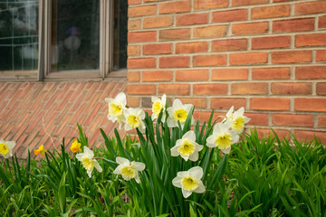 Wall Mural - White and Yellow Tulips Against a Brick Wall