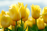 Fototapeta Tulipany - Piękne żółte tulipany w wiosennym ogrodzie