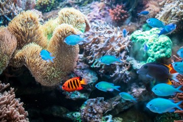 Wall Mural - Ctenochaetus tominiensis, Flame angelfish, Blue malawi cichlids fishes and Actinia coral