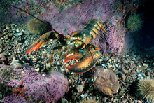 American Lobster Underwater In The Gulf Of St. Lawrence In Canada