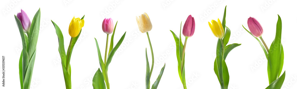 Beautiful tulip flowers on white background - obrazy, fototapety, plakaty 