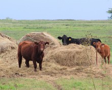 Cows Caught Red-Handed In The Hay