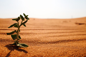 Wall Mural - A plant on a dry desert land at morning. Life, new beginnings, hope, spring season concept.