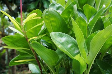 green plant in the garden