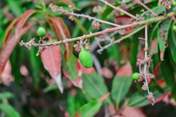 keshar mango tree,mango flowers and fruits,mango 's flowers close up,Mango bunch of the organic farm in India,