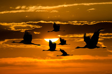 Flight Of Cranes At Sunset. Migrating Birds In Front Of The Sun.