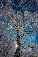 Wall Mural - beautiful winter images from a mountain top in Bulgaria - impressive nature, relaxation and meditation