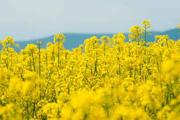 Oilseed rape