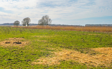 Green field in wetland below a blue cloudy sky in sunlight in winter