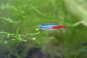 Small fish stay on aquatic plant in fresh water aquarium tank.