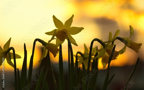 Photographie Eine Gruppe gelber Narzissen oder Osterglocken im Frühling am Abend bei Sonnenun