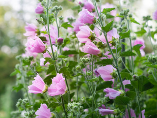 A group of Musk mallow flower, Malva moschata, edible ornamental garden plant, blooming in a summer garden