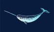 narwhal isolated