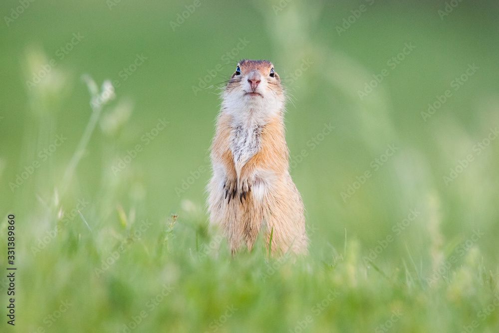 European ground squirrel (Spermophilus citellus), European souslik - obrazy, fototapety, plakaty 