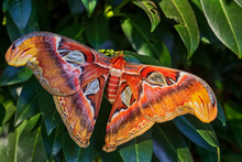 Atlas Moth - Attacus Atlas, Beautiful Large Iconic Moth From Asian Forests And Woodlands, Borneo, Indonesia.
