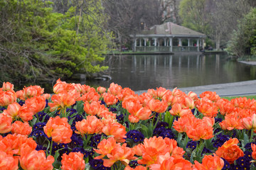 Flores rojas en un parque de Dublin con un lago tranquilo al fondo