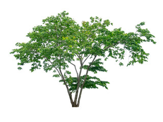 Single green tree isolated,  an evergreen leaves plant di cut on white background with clipping path