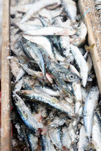 Salted Sardines, Prey For Shark, Essaouira, Fishing Village, Morocco 