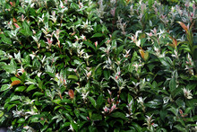 Hedged Asian Jasmine Ground Cover Also Known As Tricolour Jasmine. Trachelospermum Asiaticum.