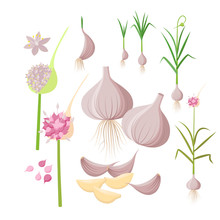 Garlic Plant Growing - Infographic Elements Isolated On White Background. Vector Illustrations In Flat Design. Garlic Bulbs, Cloves, Flowers, Seeds, Ripe Garlic - Set Of Botanical Drawings.