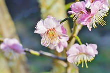 Pink Flower Blooms Of The Japanese Ume Apricot Tree, Prunus Mume